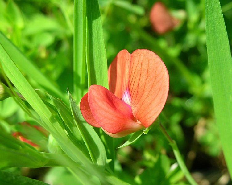 Lathyrus sphaericus / Cicerchia sferica